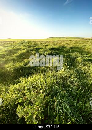 A green grassland field lighted by a bright sunlight. Stock Photo