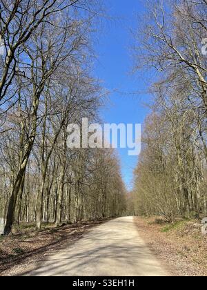 Dirt road through woods in early spring Stock Photo