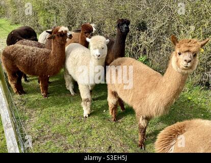 Lane house alpacas Stock Photo