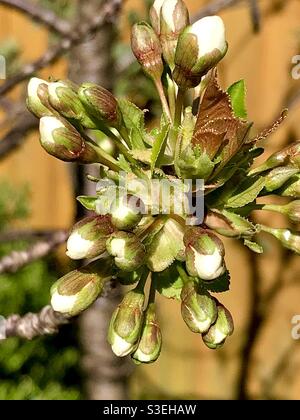 My cherry tree buds just waiting to open . Spring 2021. Stock Photo