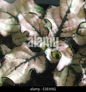 Hypoestes phyllostachya green and pink - also known as Polka Dot Plant or Freckle Face Plant. Stock Photo