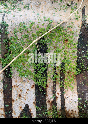 Closeup of moss growing on an old tractor Stock Photo
