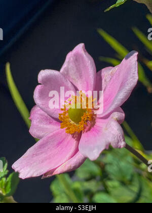 Soft pretty pastel pink Japanese Windflower in the sunshine in the garden, Australia Stock Photo