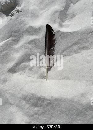 Bird feather on white sand beach Stock Photo