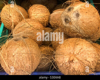 Fresh coconuts on sale in a supermarket. Stock Photo