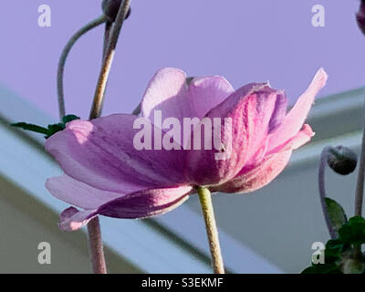 Pretty in pink Japanese Windflower in glorious bloom Stock Photo