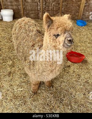 Lane house alpacas Stock Photo