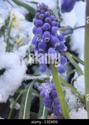 Grape hyacinth in spring snow Stock Photo