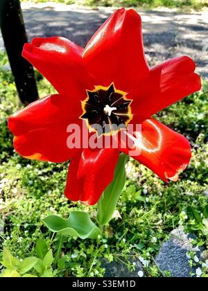 Beautiful red tulip Stock Photo