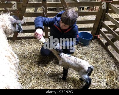 boy with lamb on the farm Stock Photo - Alamy
