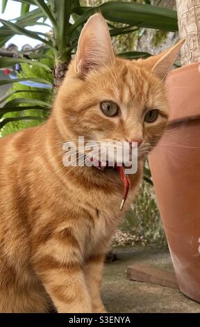 Young ginger tomcat Stock Photo