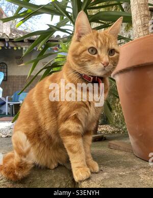 Young ginger tomcat Stock Photo