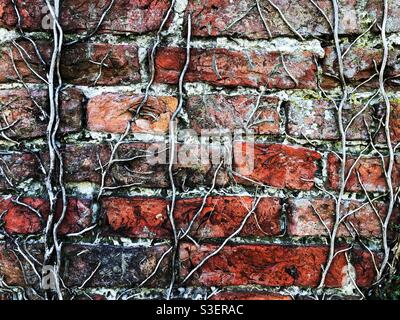 Brick wall texture background with creeping vines covering worn and weathered bricks Stock Photo