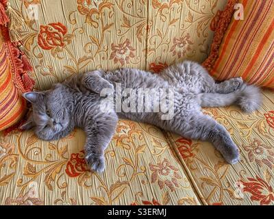 Spoiled cat sleeping on his back Stock Photo