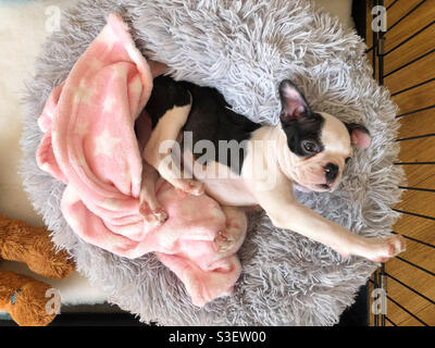 Boston Terrier Puppy In A Cage Crate With The Door Open Her Bed And Blanket  Plus Toys And Bowls Can Be See In The Cage Stock Photo - Download Image Now  - iStock