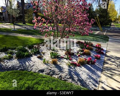 Early spring in the city. Fresh snow covers the flower bed where clumps of red grass sprout amidst tulips, daffodils, and hyacinths around a blooming magnolia tree,Ontario,Canada. Winter-spring blend Stock Photo