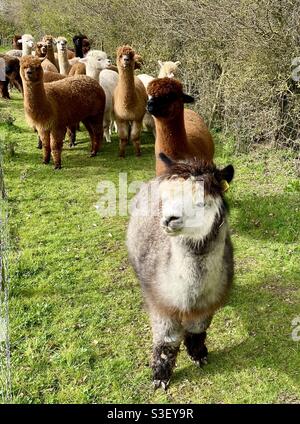 Lane house alpacas Stock Photo