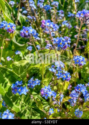 Forget-me-nots , myosotis / scorpion grasses - small blue flowers - flowering in spring UK Stock Photo