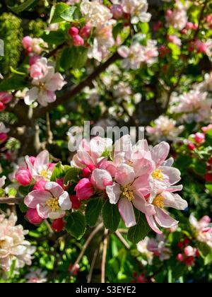 Apple blossom in full flower- apple - flowers- blossom- blossoms- pink blossom- apple flower- spring- cider- petals Stock Photo