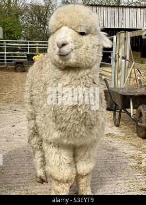 Lane house alpacas Stock Photo