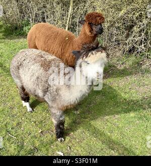 Lane house alpacas Stock Photo