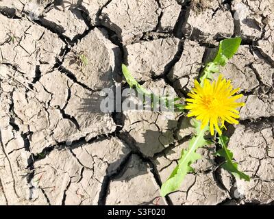 A hardy plant or weed growing in a harsh environment with cracked and scorched earth in a desert Stock Photo