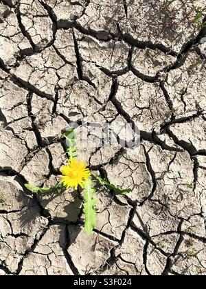 A loan plant or weed flourishing in an arid climate during a heatwave and drought with no rainfall Stock Photo