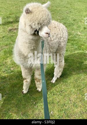 Lane house alpacas Stock Photo