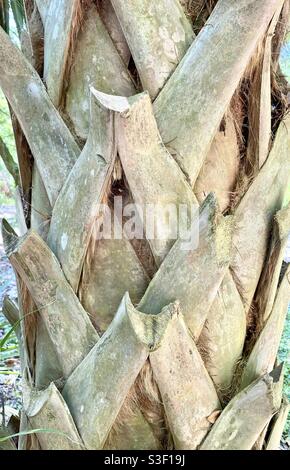 Palm Tree Bark Up Close Stock Photo