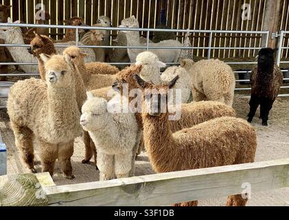 Lane house alpacas Stock Photo