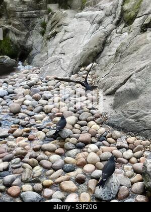 Inca terns (Larosterna Inca) Stock Photo
