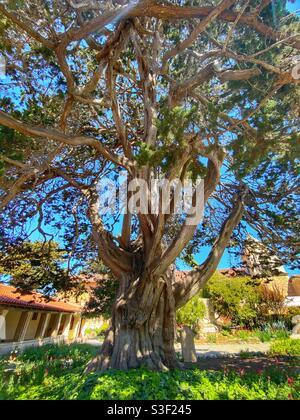Cool old gnarled tree Stock Photo