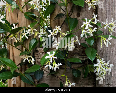 Confederate jasmine, or star jasmine growing on a rustic fence in north Florida. The scientific name for the plant is Trachelospermum jasminoides.