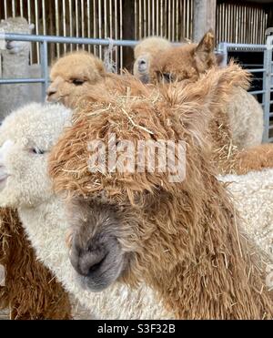 Lane house alpacas Stock Photo