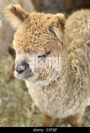 Lane house alpacas Stock Photo