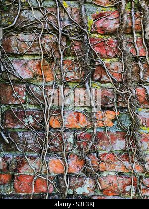 A tangle of clinging vines on a worn and weathered red brick wall Stock Photo