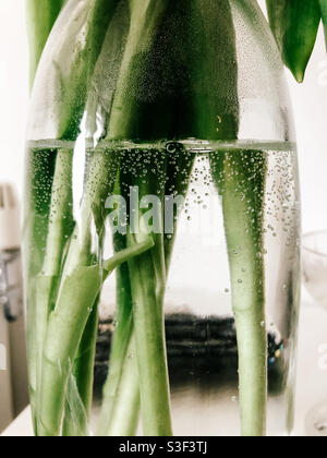 Bottom of flower stems in a vase of water. Stock Photo