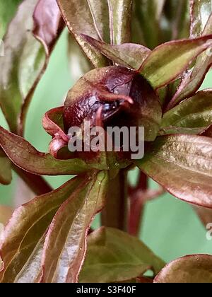 A peony bud. May 2021. Stock Photo