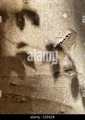 Shadows of beech leaves against the trunk of a Beech tree. Stock Photo