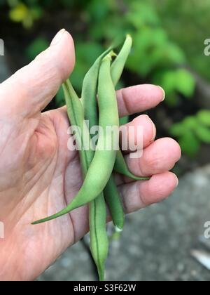 Hand holding freshly picked green beans from the garden. Stock Photo