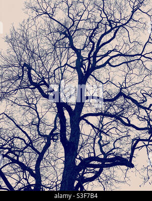 Tree branches in winter Stock Photo
