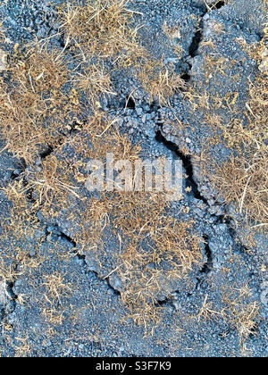 Cracked earth and dried plants Stock Photo