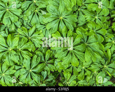 Mayapple (Podophyllum peltatum) covering ground. Stock Photo