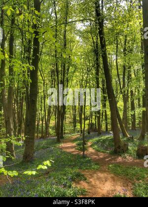 Footpath through a Hampshire beechwood in Springtime Stock Photo