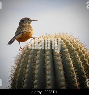 A close up of a cactus wren perched on top of a saguaro cactus. Stock Photo