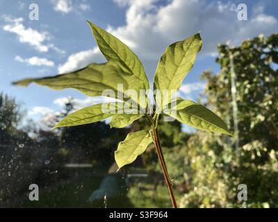 Avocado plant Stock Photo