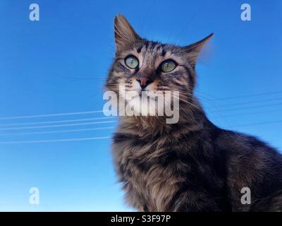 Portrait of a Siberian cat which is also known as Siberian forest cat or Siberian tabby Stock Photo