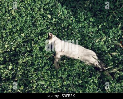 White kitten sleeping peacefully among green lush Stock Photo