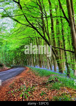 Bluebell wood next to a road, Wrington hill, North Somerset Stock Photo