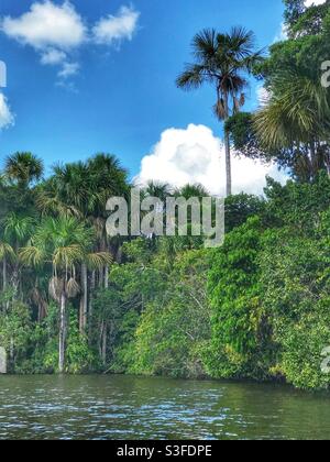 Rainforest on the shore of Lake Sandoval in the Peruvian Amazon Stock Photo
